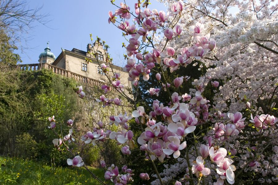 Frühling vor dem Neuen Schloss Baden-Baden
