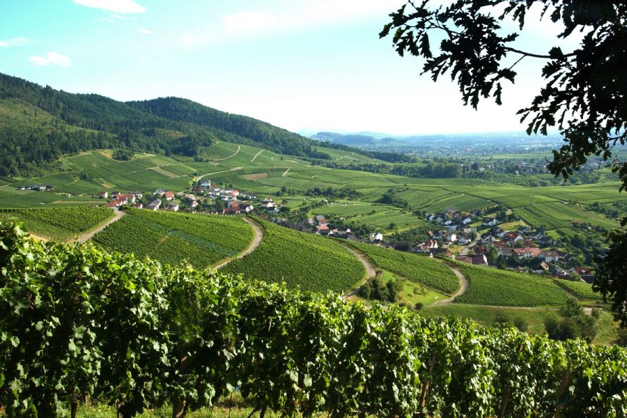 Weinregion Baden-Baden Rebland